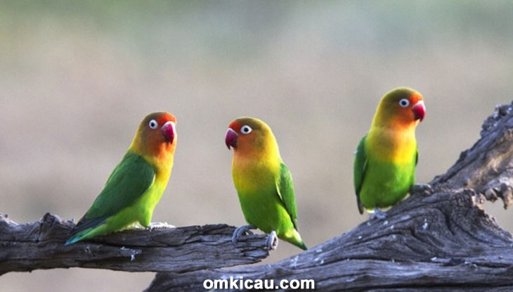 Warna bulu lovebird standar