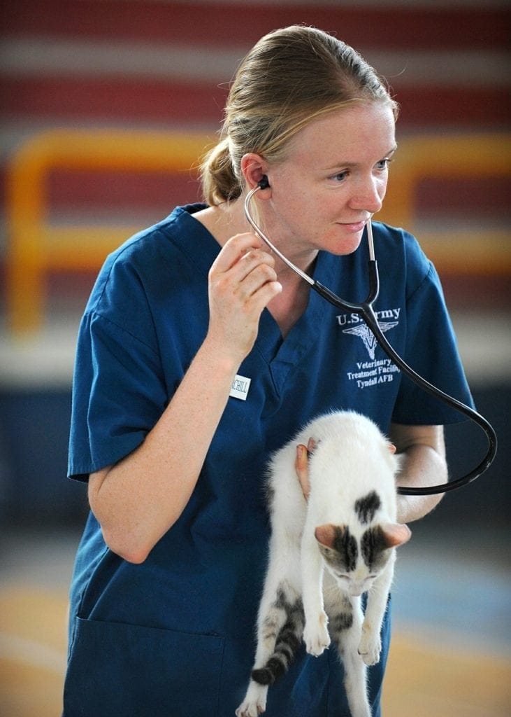 Image of a Cat Veterinarian