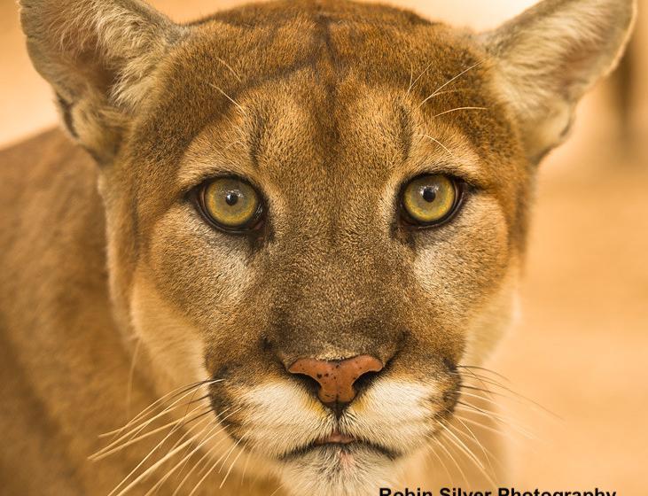 Mountain Lion (c) Robin Silver Mountain Lion (c) Robin Silver