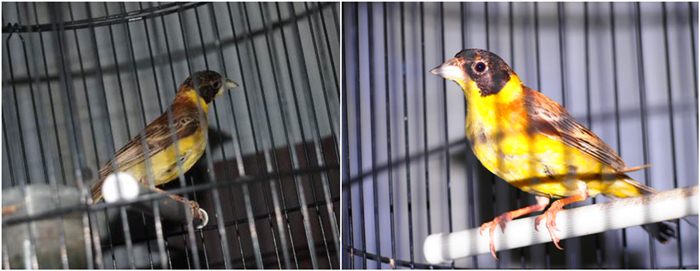 Black headed bunting