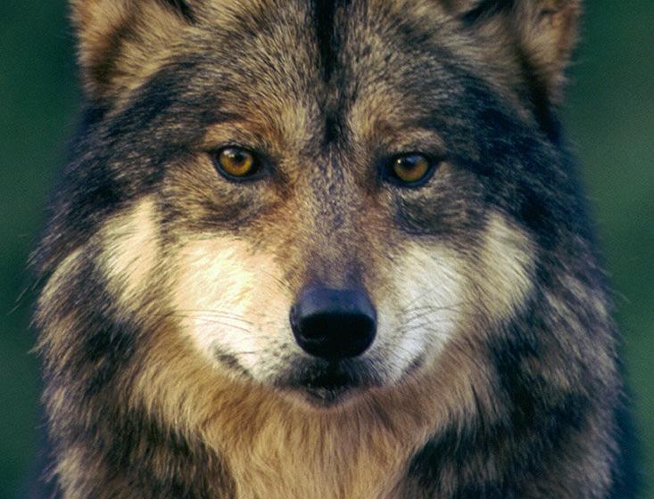 Mexican Gray Wolf, Phoenix Zoo (c) Robin Silver Mexican Gray Wolf, Phoenix Zoo (c) Robin Silver