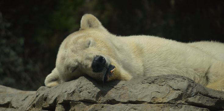Sleeping Bear
