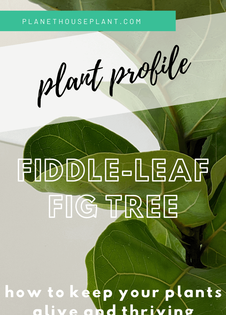 fiddle leaf fig tree with text overlay