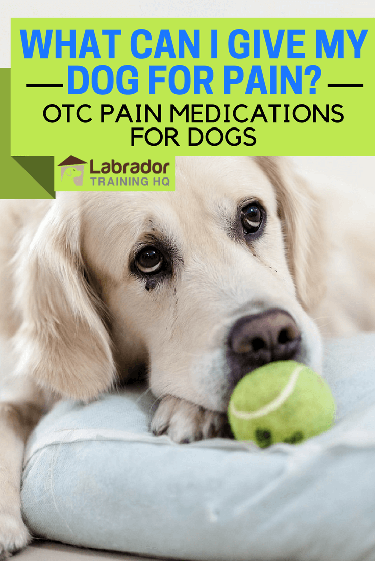 Dogs rarely complain when in pain, and we don't know where to start when trying to make them comfortable. We discuss OTC medications, do's and don'ts here.