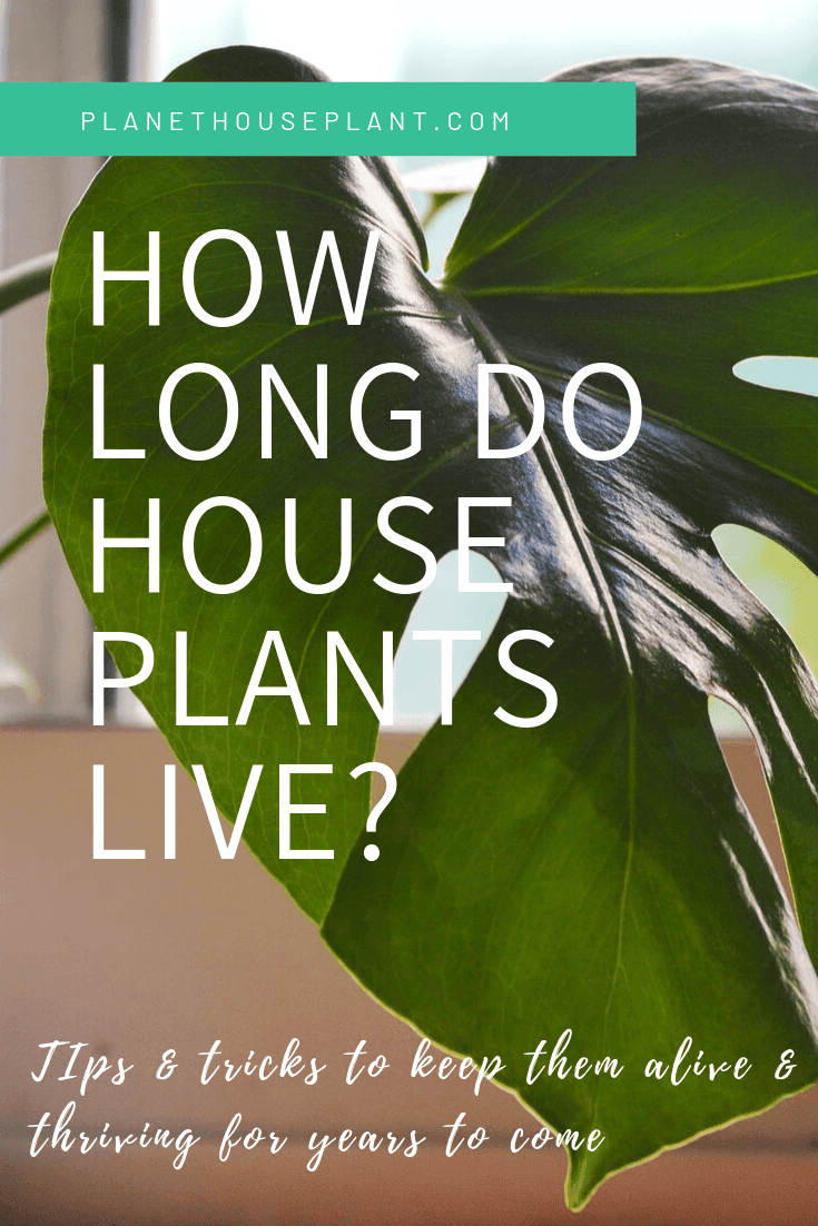 pinterest-hidden photo of monstera leaf with text overlay