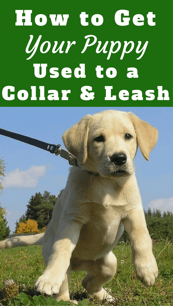 Learn a stress free way to get your puppy used to a collar and leash that lays the foundation for a dog that doesn't pull on the leash when an adult.