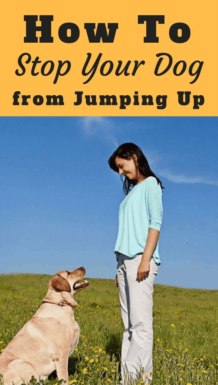 Learn how to stop your dog or puppy from jumping up by following the easy to follow advice in this guide. You'll have 4 paws on the floor in no time!