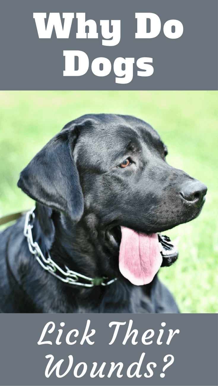 Why do dogs lick wounds? Is their saliva really healing? Why do they lick our wounds and is it safe? Find out this and more in our discussion.