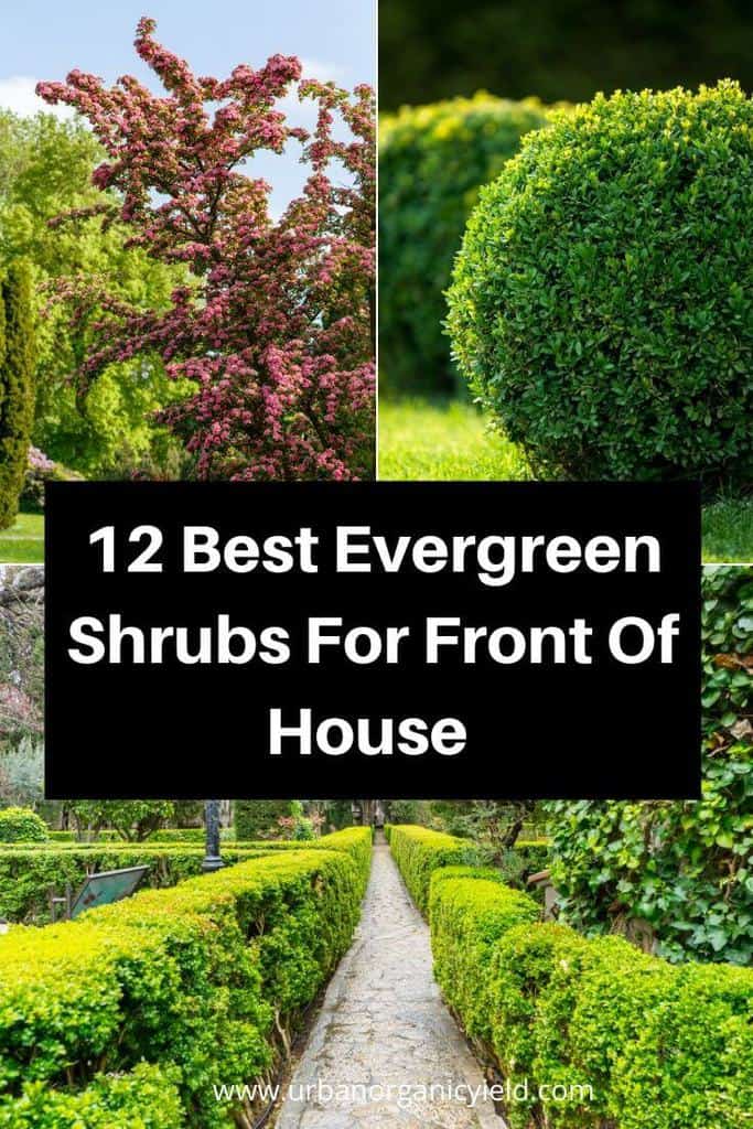 12 Best Evergreen Shrubs For Front Of House 12 Best Evergreen Shrubs For Front Of House
