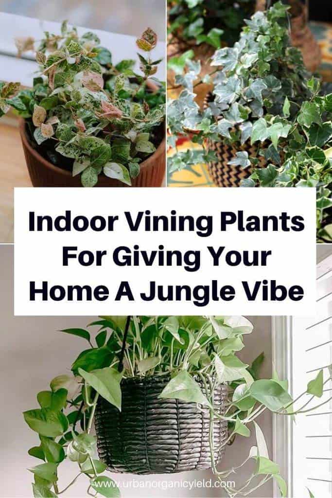 18 Best Indoor Vines And Climbers You Can Grow 18 Best Indoor Vines And Climbers You Can Grow