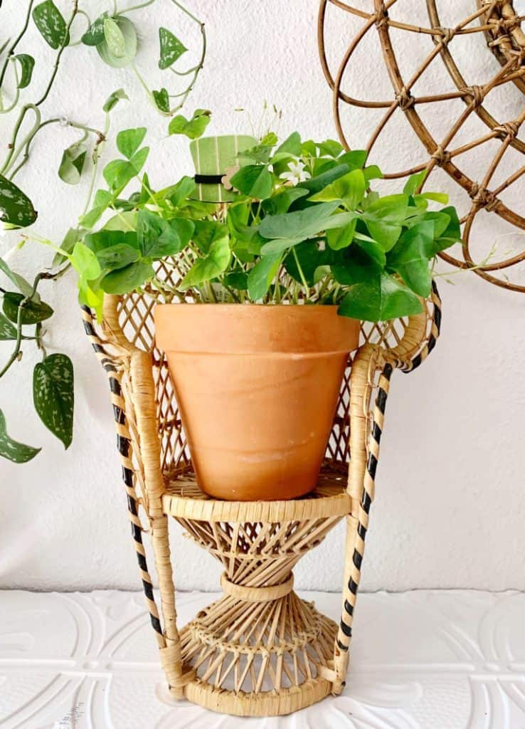 potted shamrock oxalis in wicker planter