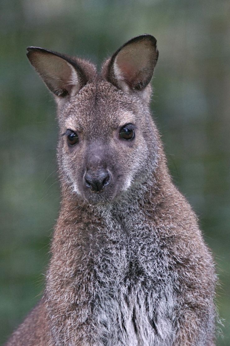 Foto: Eifelpark, Wallaby Kaenguru