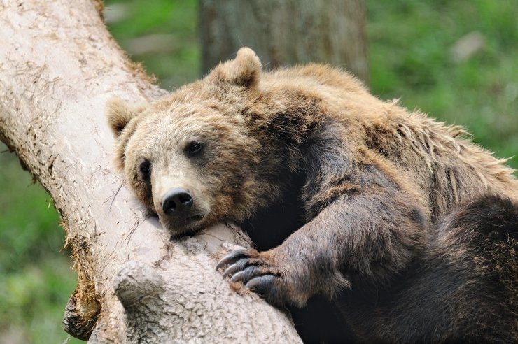 Foto: Erlebnispark Tripsdrill, Wildparadies