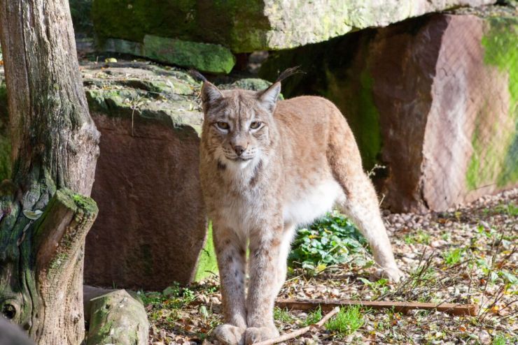 Foto: Eifelpark, Luchs