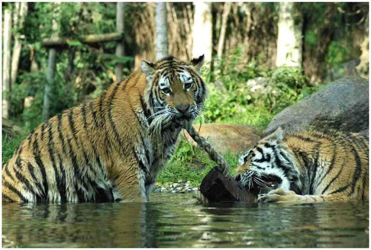 Foto: Erlebnistierpark Memleben, Amurtiger
