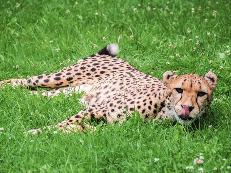 Foto: Jaderpark, Gepard