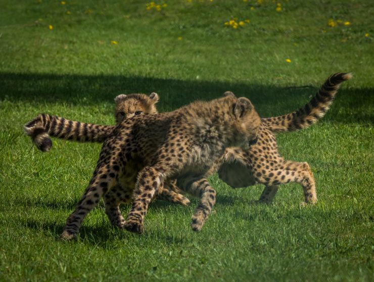 Geparden im Zoo Safaripark Stukenbrock