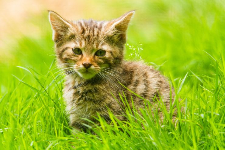 Erlebnispark Tripsdrill Wildkatze