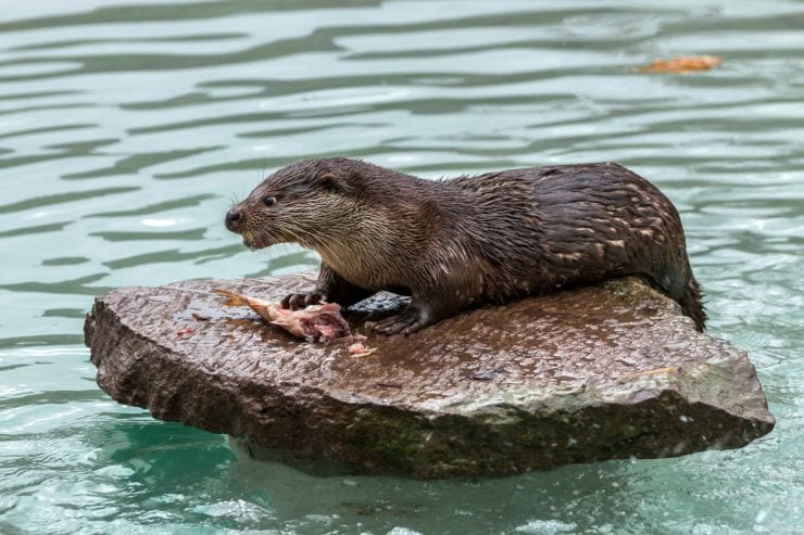 Fischotter – tierischer Neuzugang in Tripsdrill