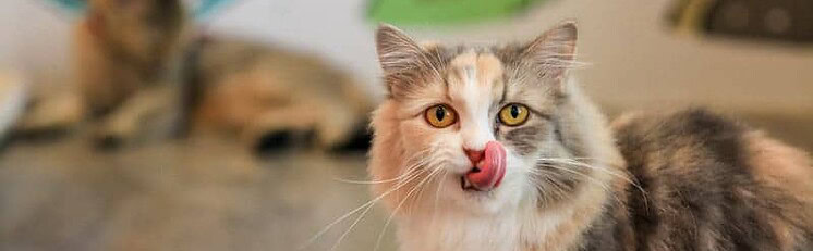 3 Best Over The Counter Cat Dewormer You Need Right Now Tinpaw