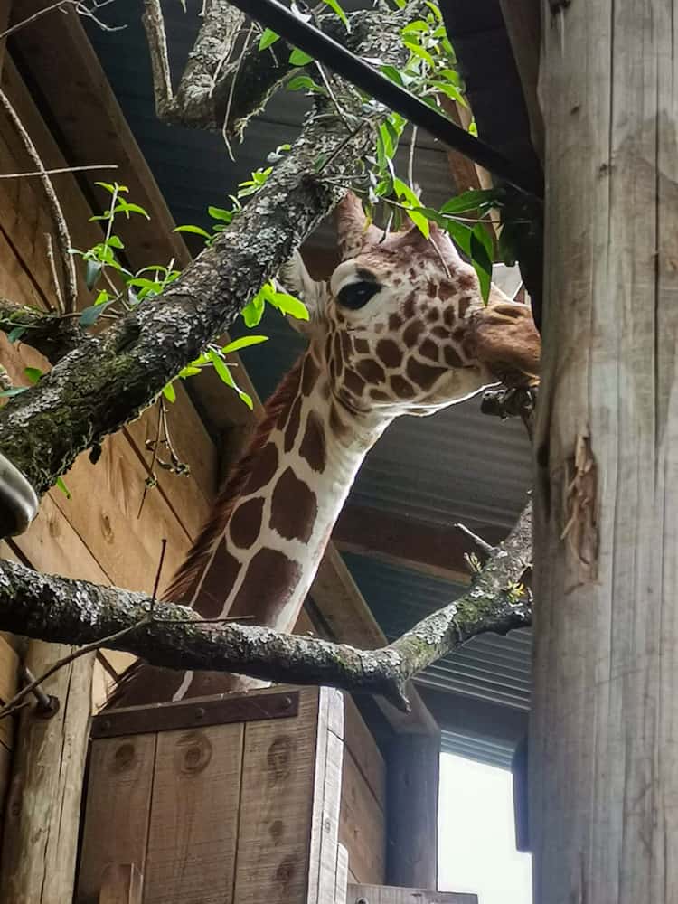 Kiko at Sheldrick Wildlife trust Kenya