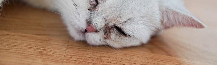 Best Tapeworm Medicine For Cats 3 Affordable Sure Fire Solutions