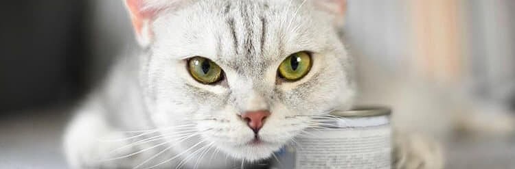 Earthborn Holistic Cat Food Reviews Tinpaw