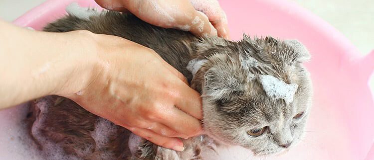 Best Shampoo For Cats Yucky Cats? Here Are 3 Awesome Solutions TinPaw