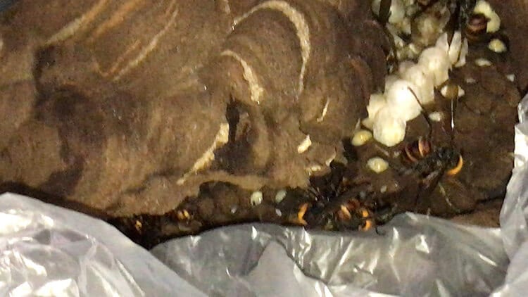 hornet-fear190818_004.jpg 駆除してもらったスズメバチの巣の画像①