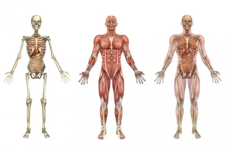 what is kinesiology