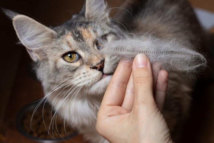 Why Is My Cat Shedding So Much? Cattitude Daily