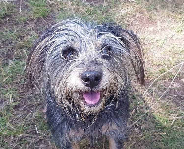 Pippa testimonial image