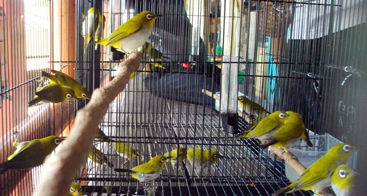 TERMINAL PLECI MENEMPATI STAN A3-A4 DI PASAR BURUNG BRATANG SURABAYA