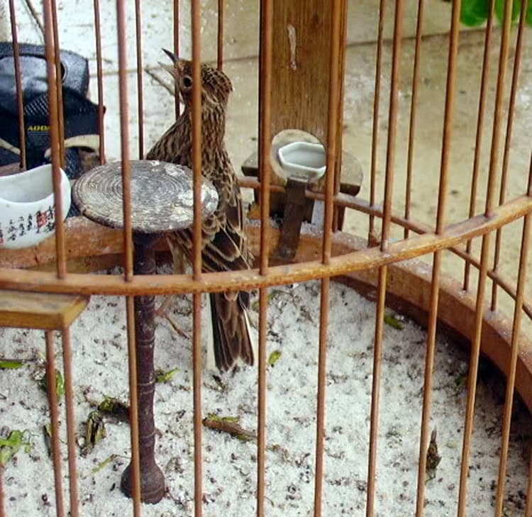 Burung sanma (Alauda gulgula)