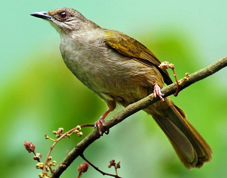 Kerancuan Soal Burung Kapas Tembak Dan Nama Spesiesnya Om Kicau