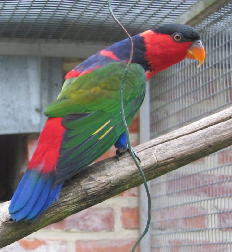 Burung kasturi kepala hitam (Lorius lory).