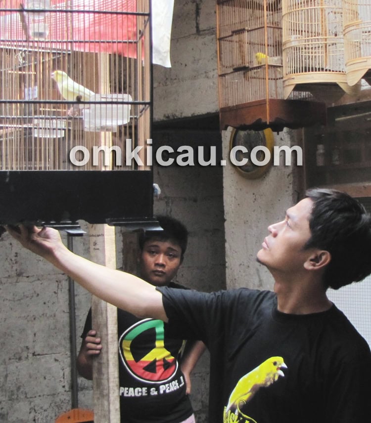 Tips membeli burung di pasar burung