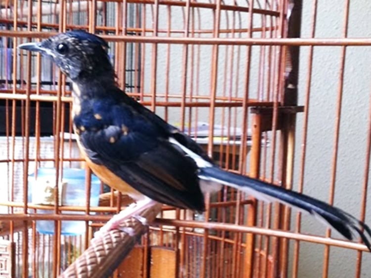 murai batu mabung