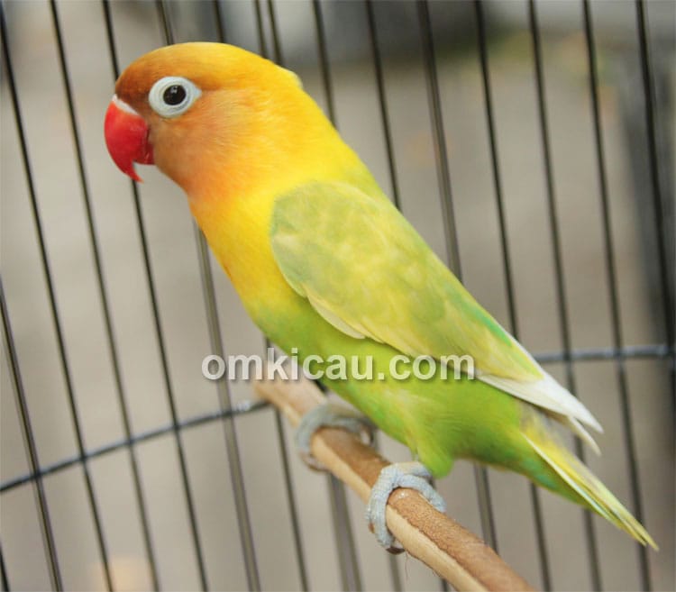 Lovebird Semeru