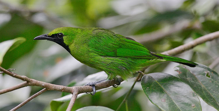 Suara burung cucak hijau mini