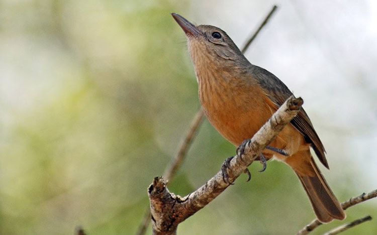 Burung anisbentet kecil