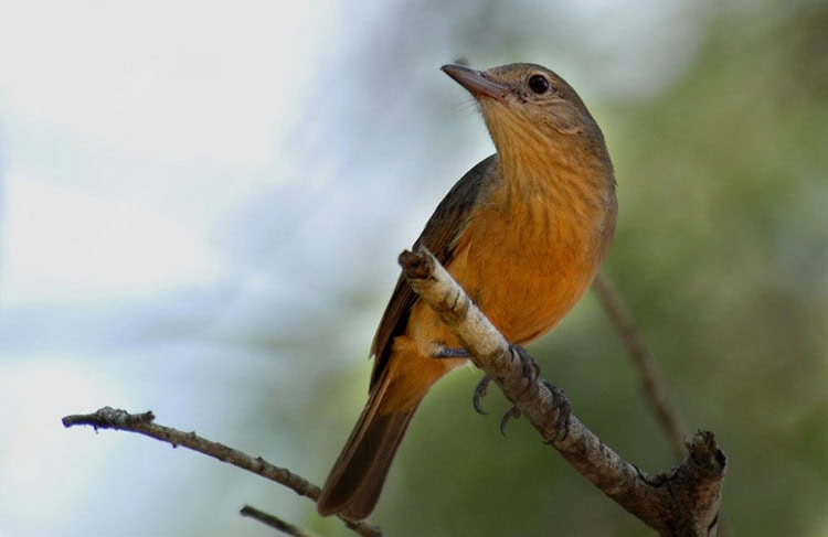 Burung anisbentet kecil
