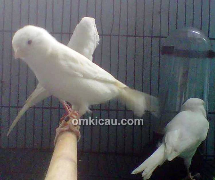 ZQ Bird Farm Jakarta