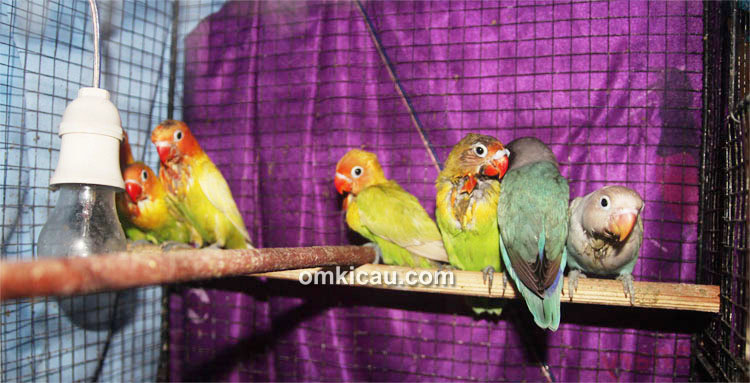 Breeding lovebird Andi GBU Solo