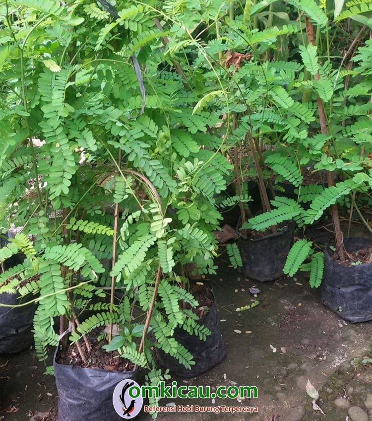 daun saga rambat Tanaman saga rambat (Abrus precatorius)
