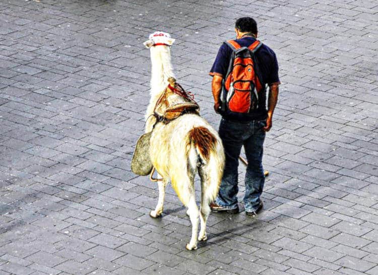 Man with his pet in Popayan Colombia