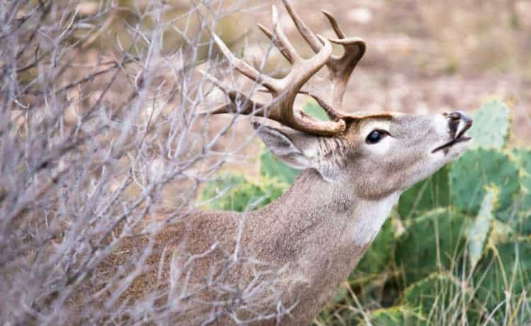 Cloak Yourself In The Best Cover Scent For Deer Hunting