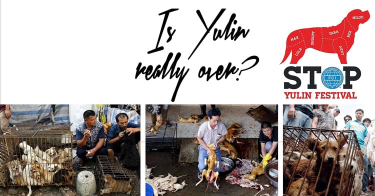 Yulin Dog Meat Festival – cancelled this year!
