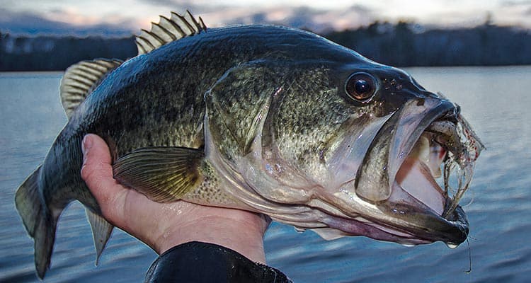 Bass Fishing Guide: Lures, Gear & Tips For Landing Massive Fish 1 bass fishing