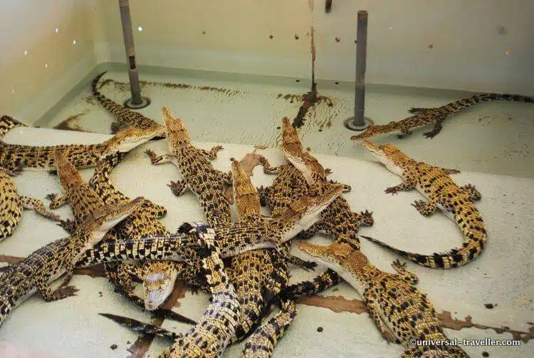 crocodile-farm-palawan-wildlife-rescue-center-in-puerto-princesa-010